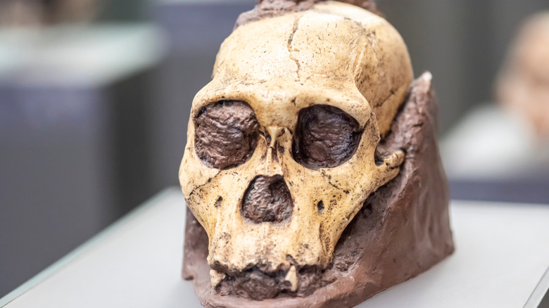 The skull of the early hominid Australopithecus sediba