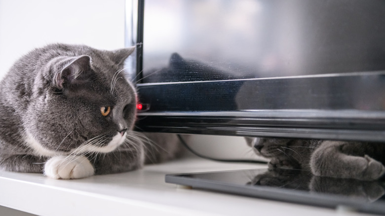 Two gray cats at the base of a black flatscreen TV