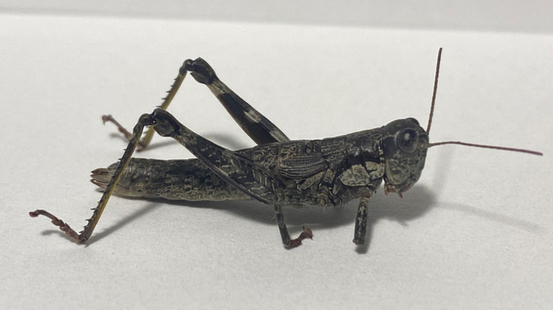 Appalachian grasshopper female specimen