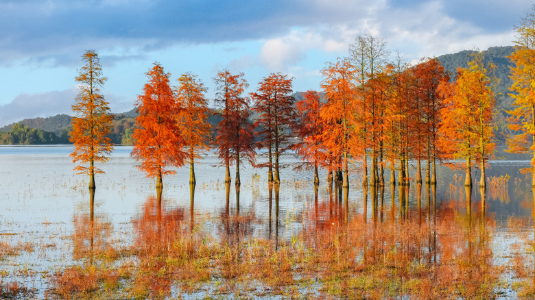 dawn redwood trees in Zhejiang Province, China