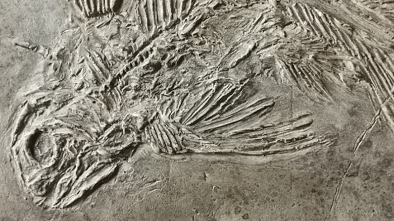 coelacanth fossil embedded in stone