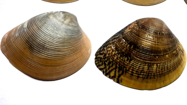 pointed single shell mollusk shells