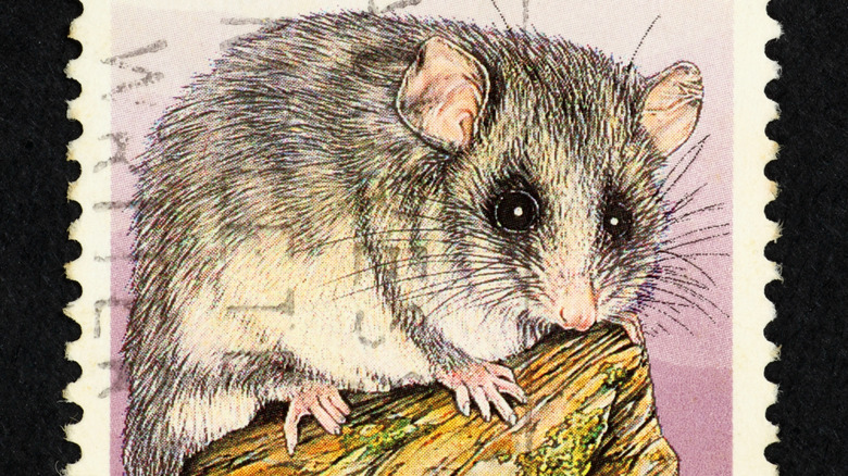 Mountain pygmy possum commemorative postage stamp