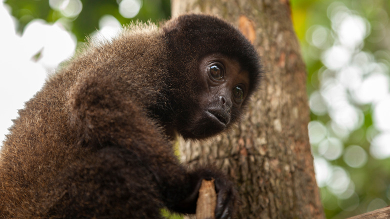 young Peruvian yellow-tailed woolly monkey climbing tree branch