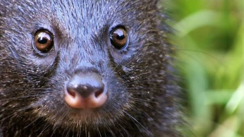 Closeup of a mongoose before it fights a black mamba snake to the death