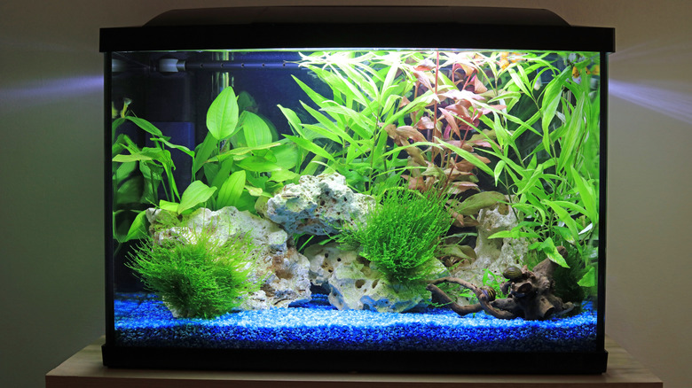 home aquarium with stones and artificial plants placed on a table