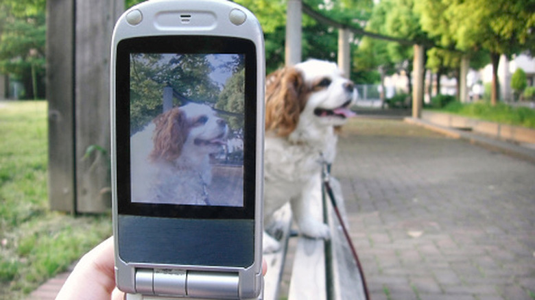 Someone using a flip phone to take a photo of a dog.
