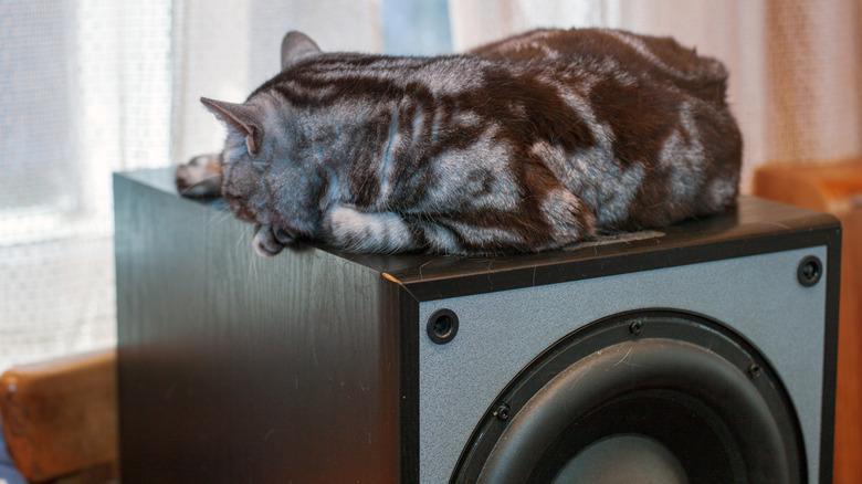 A black and grey cat sleeps on top of a subwoofer in a home