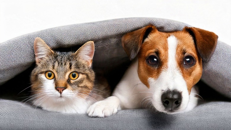A cat and dog underneath couch cushions.