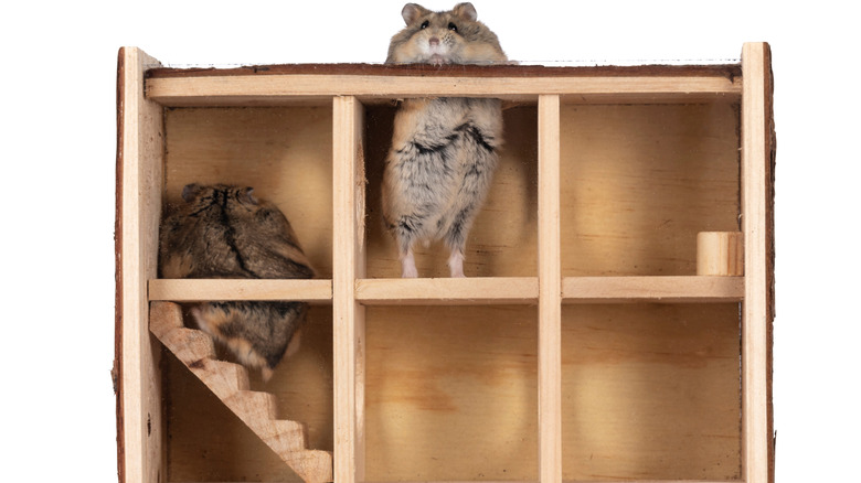 Hamsters inside a maze