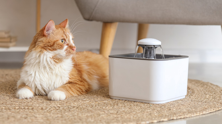 An orange cat looking at an automatic water fountain