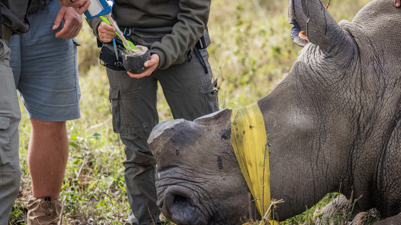 A sedated Rhinoceros lying on its side while wildlife workers dehorn it in a grassy outdoor area.