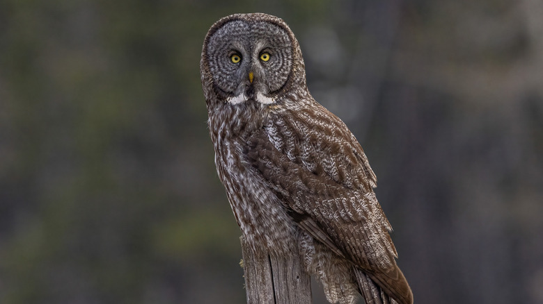A Great Grey Owl perched on a wooden post.