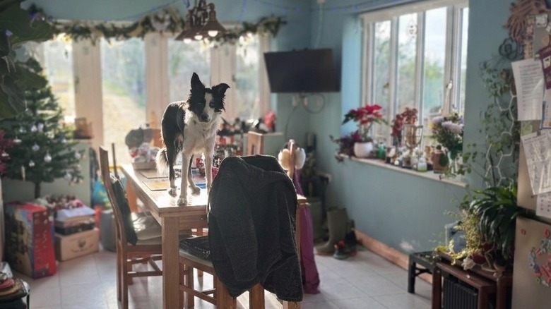 Naughty dog is standing up on the kitchen table