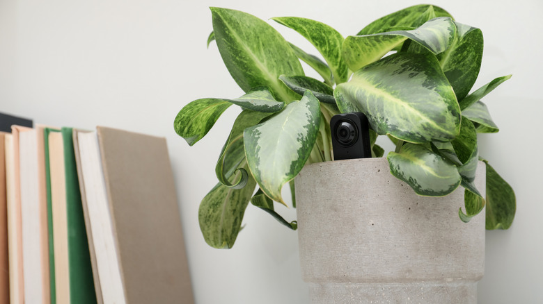 mini camera hidden in a house plant