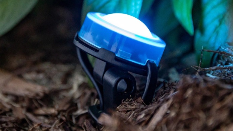 One unit of the Enbrighten Eternity Landscape Lights installed in the ground with plants.