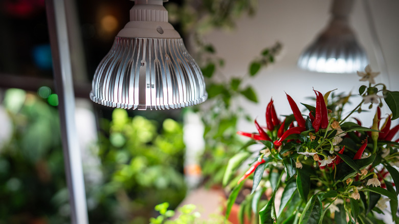 Grow lights shining on indoor plants