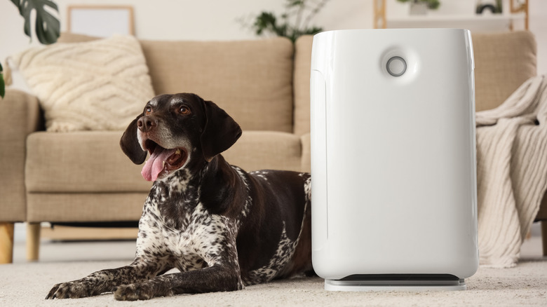 A dog beside an air purifier in a living room.