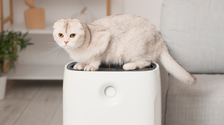 A cat sitting on top of an air purifier.
