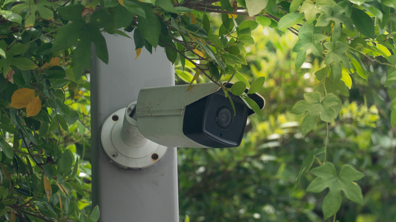 An outdoor security camera slightly obstructed by leaves.