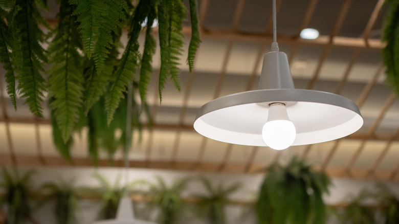 A hanging lamp turned on, beside hanging plants.