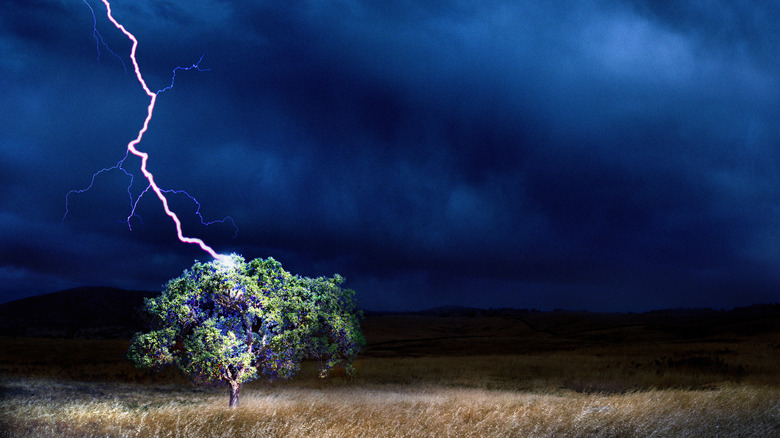 Lightning striking tree