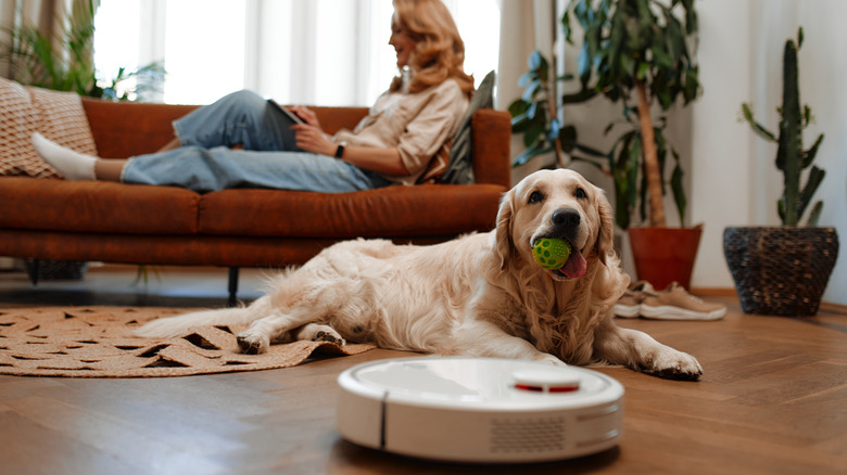 Labrodor sitting next to a robot vacuum with a woman on the sofa in the background