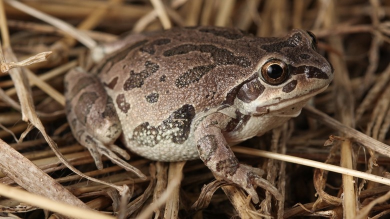An Illinois chorus frog