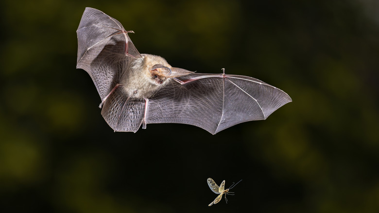 A bat about to catch a moth at night