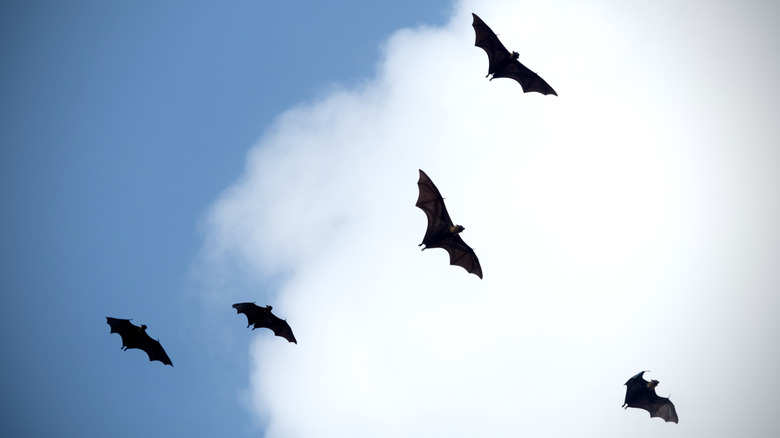 Bats flying through the sky