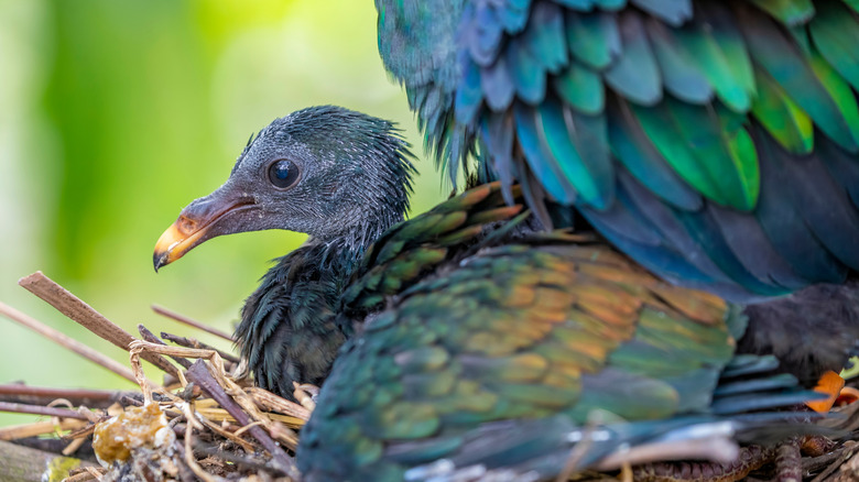 The chick of a Nicobar pigeon