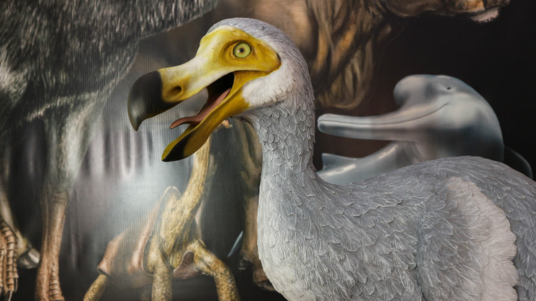 A life-size statue of a dodo bird