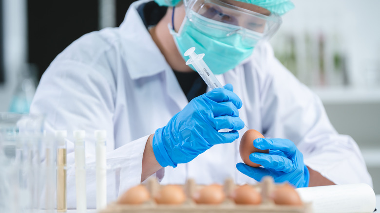 Scientist inspecting chicken eggs