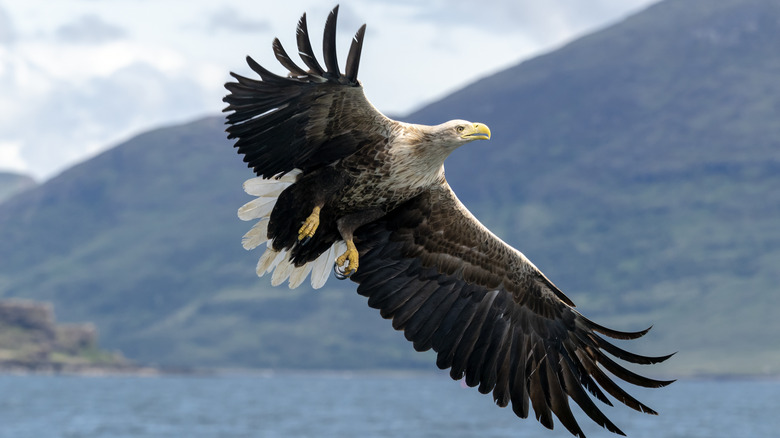 The white-tailed eagle bird species flying over the water