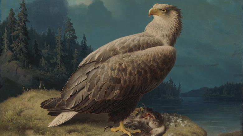 Painting of white tailed eagle with chicks
