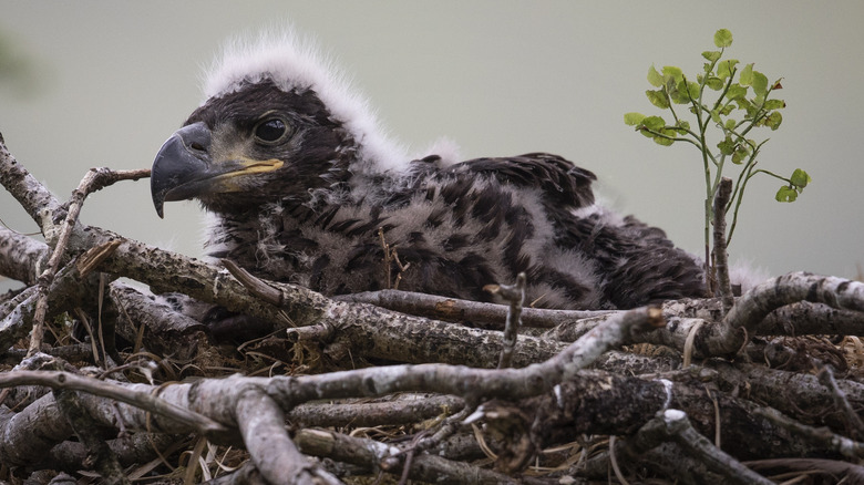 a white-tailed eagle chick in a nest