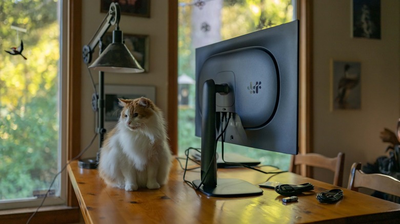 The Alienware AW3226Q sitting on a table next to a cat.