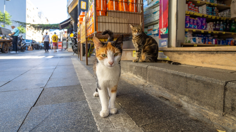 Cats photographed on the street.