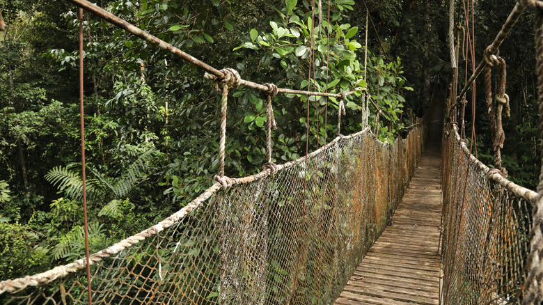 a walkway in the Amazon rainforest
