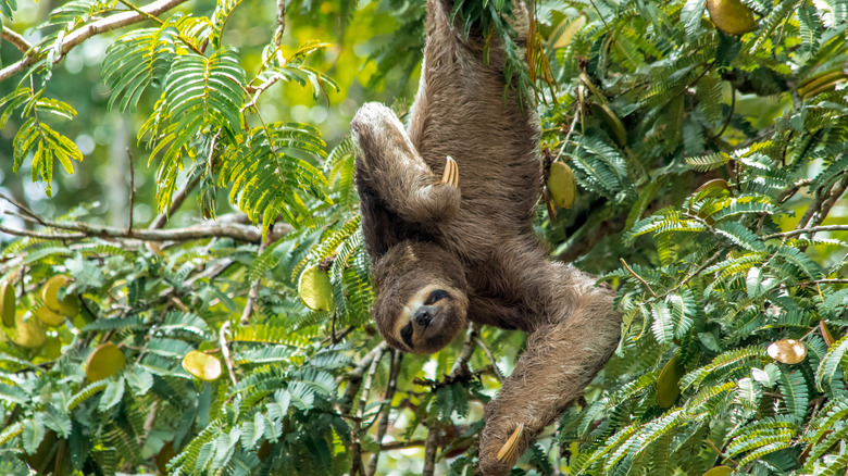 an Amazon sloth in the rainforest