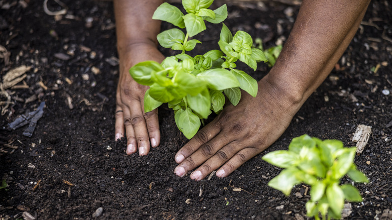 A person planting a plant in soil.