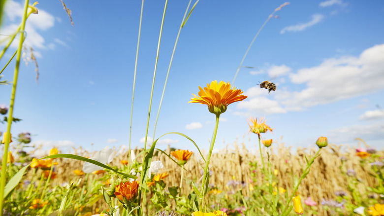 A bumblebee hovering in front of a flower.