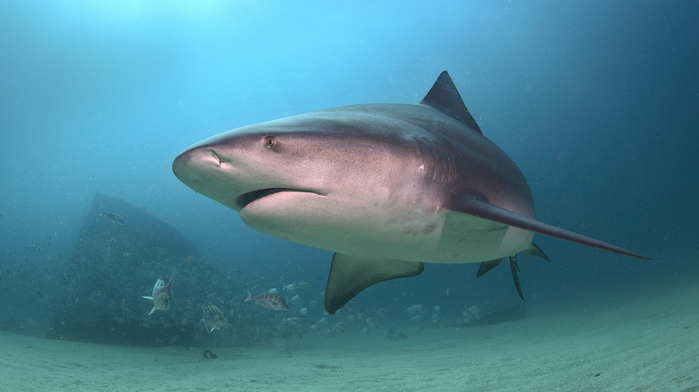 Closeup photo of a bull shark