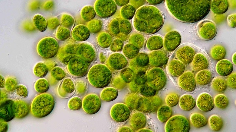 Microscopic view of green algae