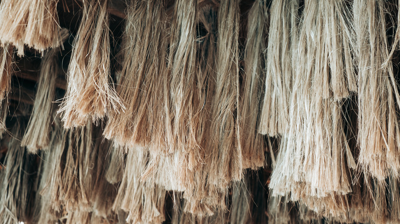 banana plant fibers hanging to dry