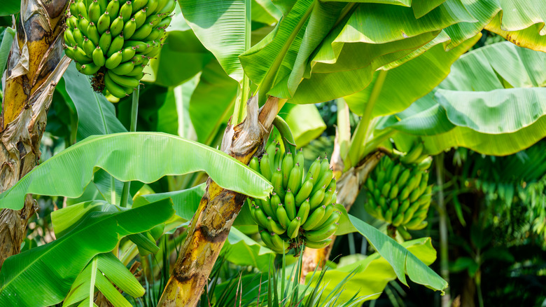 bunches of bananas growing on a banana plant
