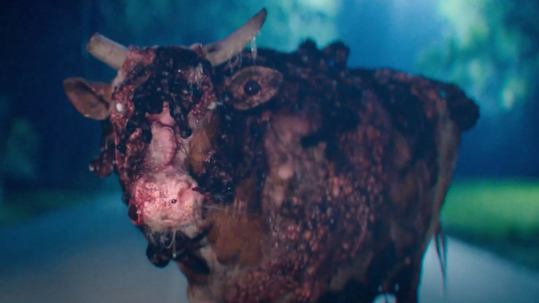 A Ick-infected cow on the road