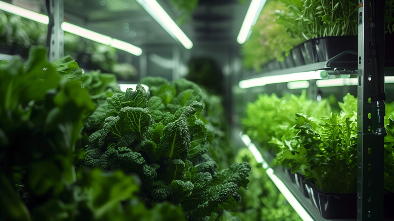 Vertical hydroponic farm filled with leafy green vegetables