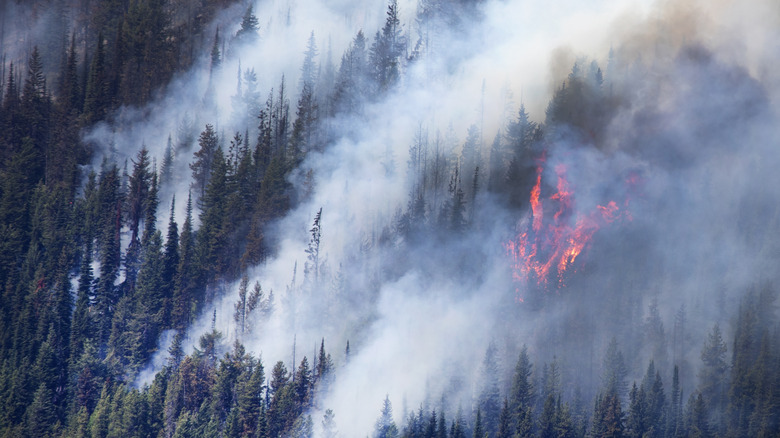 a Canadian forest wildfire