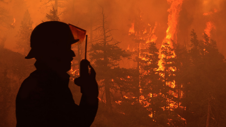 a Canadian firefighter standing by a forest wildfire
